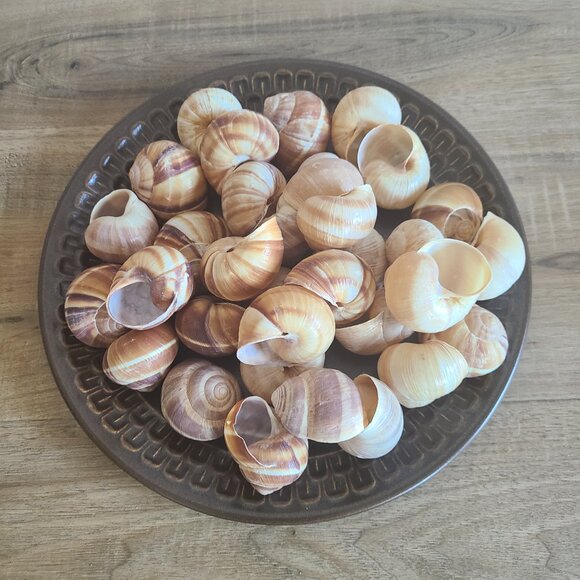 Lot of shells - Picture 2 of 5